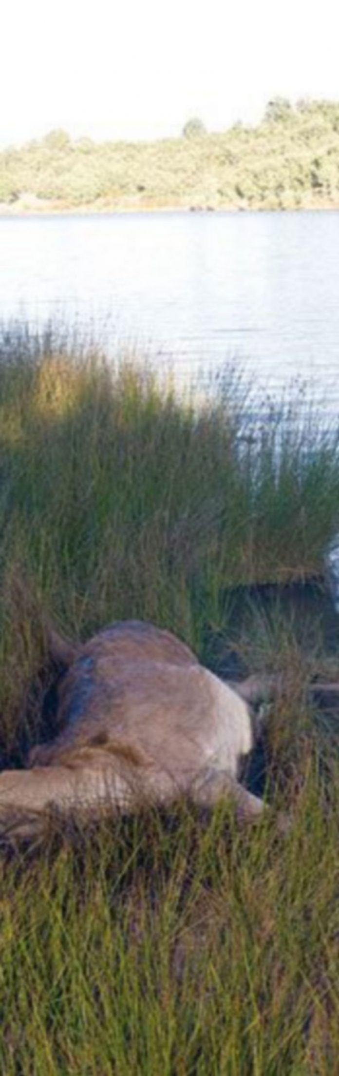 La muerte de ciervos se extiende a León y se confirma una enfermedad infecciosa como causa Ciervos muertos en Codesal (Zamora)