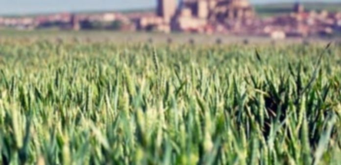 Comerciantes y productores prevén una gran cosecha de cereal este año Los campos de cereal de Segovia empezarán a ser cosechados en apenas un mes. / KAMARERO