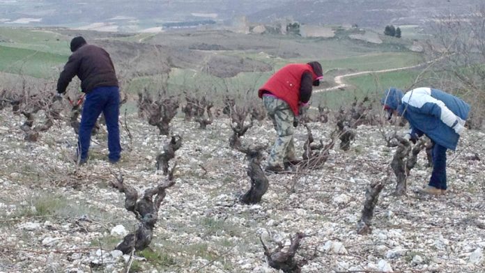 viñedos viñedos