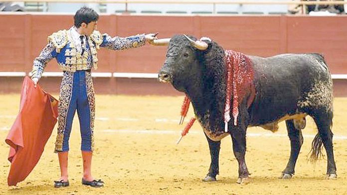 Fernando Cruz, ante un toro. / E.A. Fernando Cruz, ante un toro. / E.A.