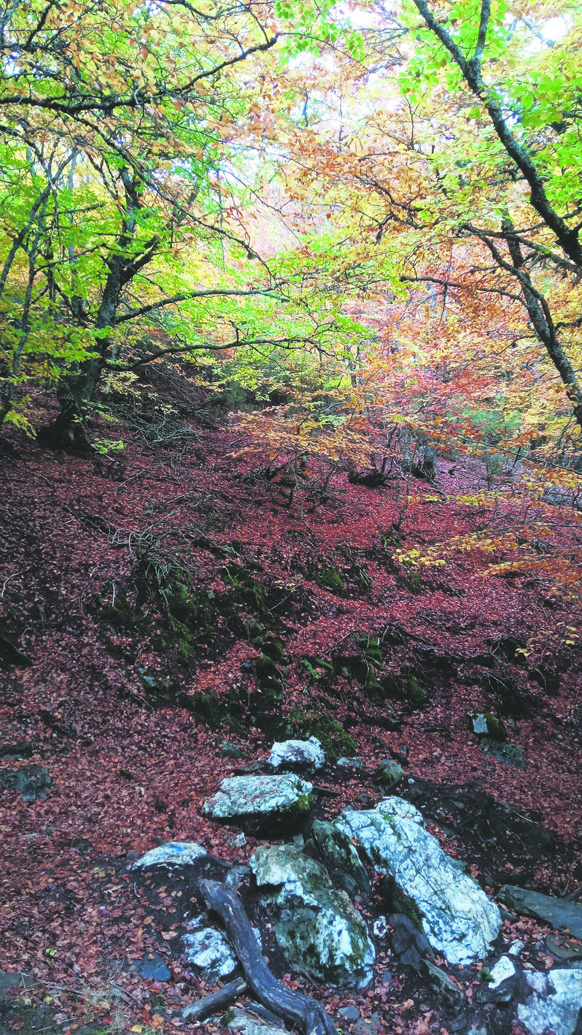 El hayedo de la Pedrosa, 87 kil�metros de bosque en la Sierra del Lobo