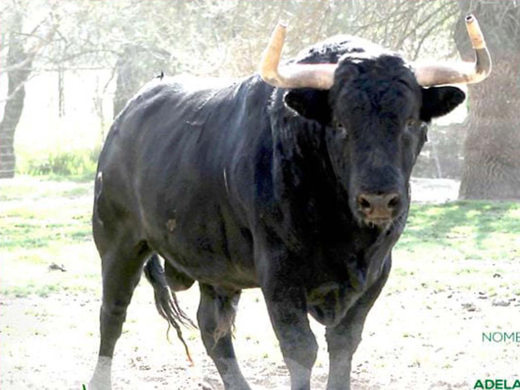 �Cigarrero�, de Adelaida Rodr�guez, �Toro de los mozos� para las fiestas de Riaza
