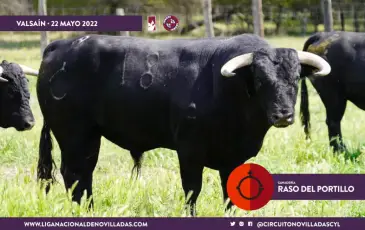 Novillo de la ganadería de Raso de Portillo, seleccionado para Valsaín. / CIRCUITO DE CASTILLA Y LEÓN