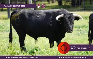 Novillo de la ganadería de Raso de Portillo, seleccionado para Valsaín. / CIRCUITO DE CASTILLA Y LEÓN