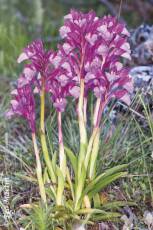 Contribución a las orquídeas silvestres de la provincia de Segovia