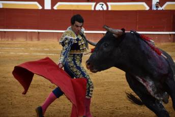 Un toro de la ganadería de Miura sale con la cara arriba de un muletazo del diestro salmantino Domingo López Chaves. / A.M.