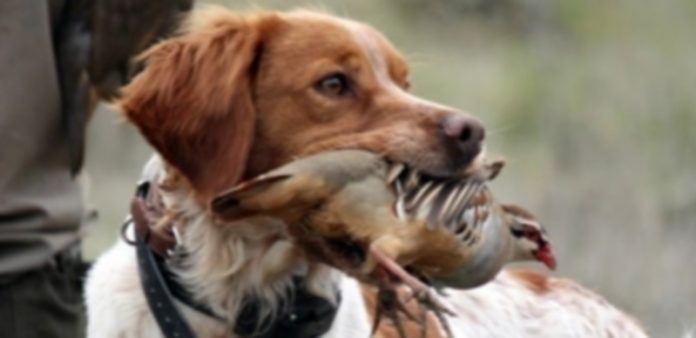 Las licencias de caza descendieron en la Comunidad el año pasado Un perro de caza con su presa en la boca