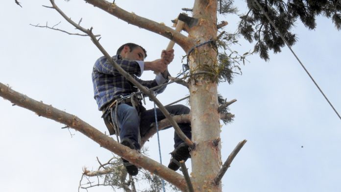 Jorge Bunes, subido en lo alto de un pino de 20 metros. / Guillermo Herrero
