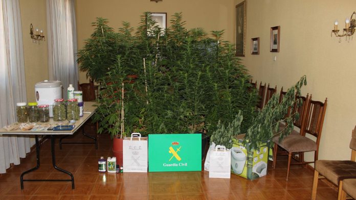 marihuana marihuana