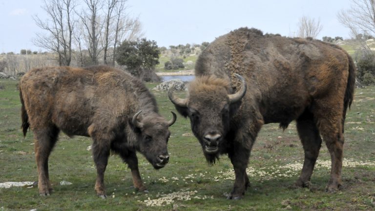 Los bisontes se convertirán en un nuevo reclamo turístico y educativo