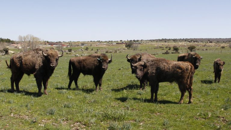 Segovia acoge ya los bisontes europeos procedentes de Polonia
