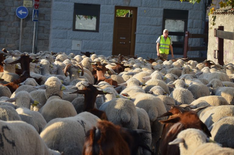 Unas 1.500 ovejas cruzarán la provincia en su viaje trashumante