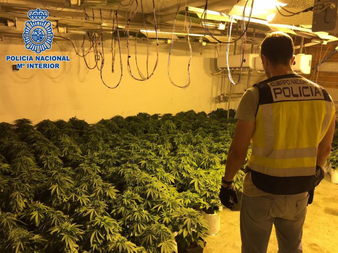 28Tribunales Un agente observa la plantación incautada en Almería.