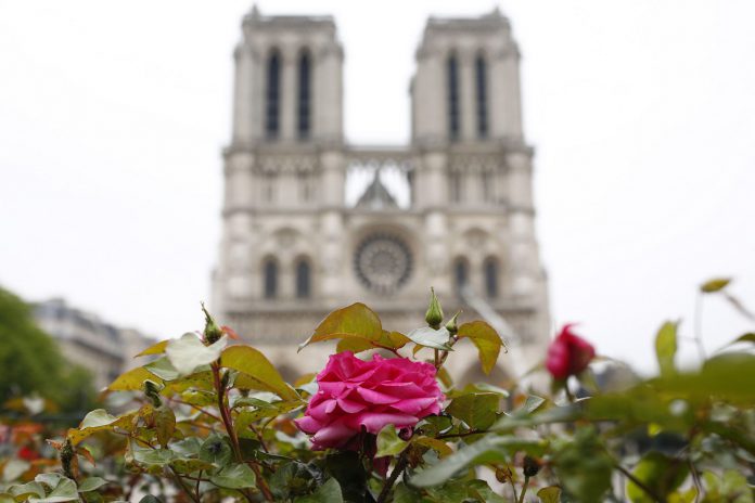 Francia evalúa los daños sufridos por la catedral de Notre Dame Una rosa florece ante Notre Dame de París, ayer martes, cuando los bomberos lograron apagar las últimas llamas.