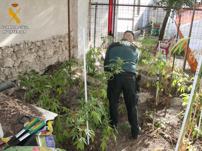 marihuana plantaciones