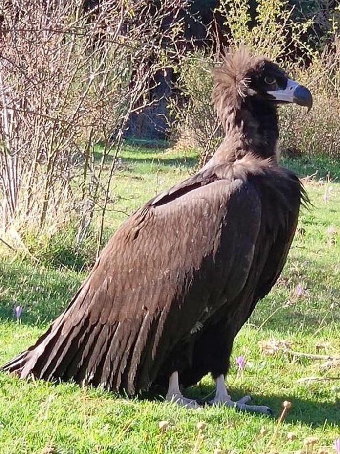 Un pollo de buitre negro en Aldealengua de Pedraza Un pollo de buitre negro en Aldealengua de Pedraza