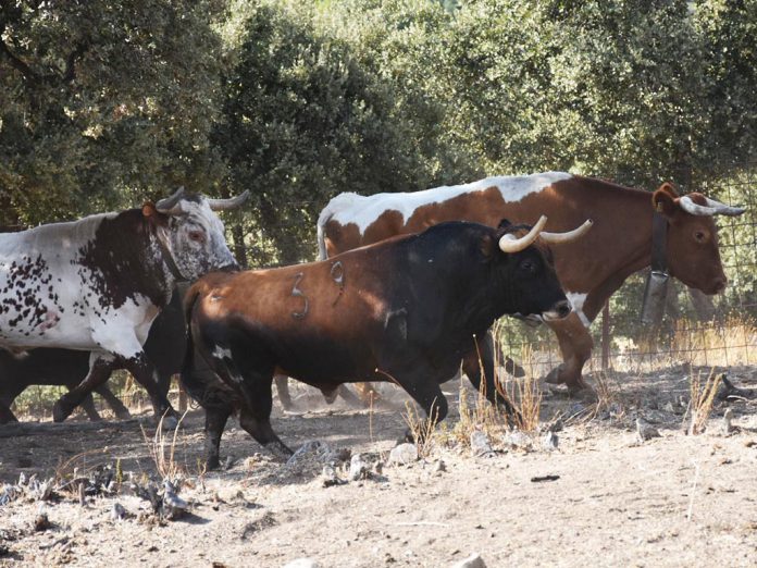 Los bueyes marcan el camino en uno de los cercos de la finca de Marqués de Quintanar a un toro reseñado en un principio para la tarde del domingo en Segovia. / A.M.