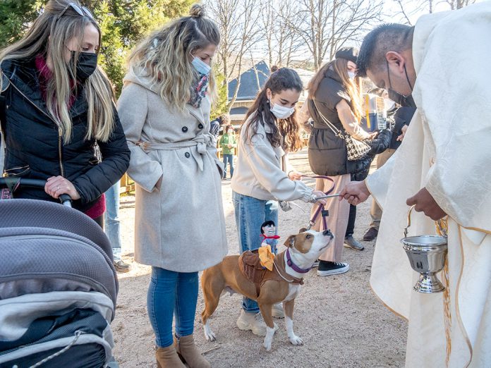 Los animales reciben la bendición del sacerdote Alejandro Roso en el día grande de San Antón. / NEREA LLORENTE