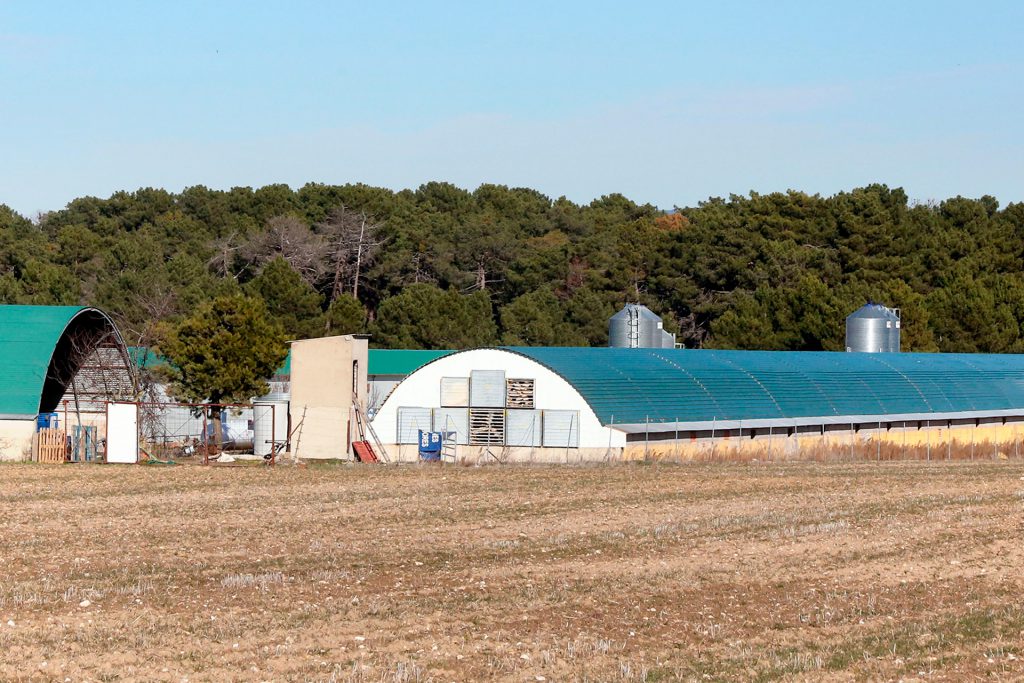 fuenterrebollo granja pavos gripe aviar 682 Explotación avícola de Fuenterrebollo. / KAMARERO