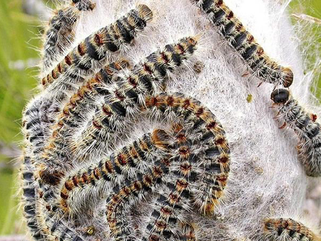 Las altas temperaturas adelantan la plaga de la oruga procesionaria