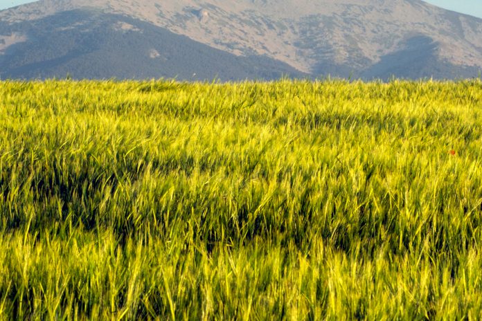 La guerra en Ucrania mantiene bloqueados millones de toneladas de cereales en el interior del país. La guerra en Ucrania mantiene bloqueados millones de toneladas de cereales en el interior del país.