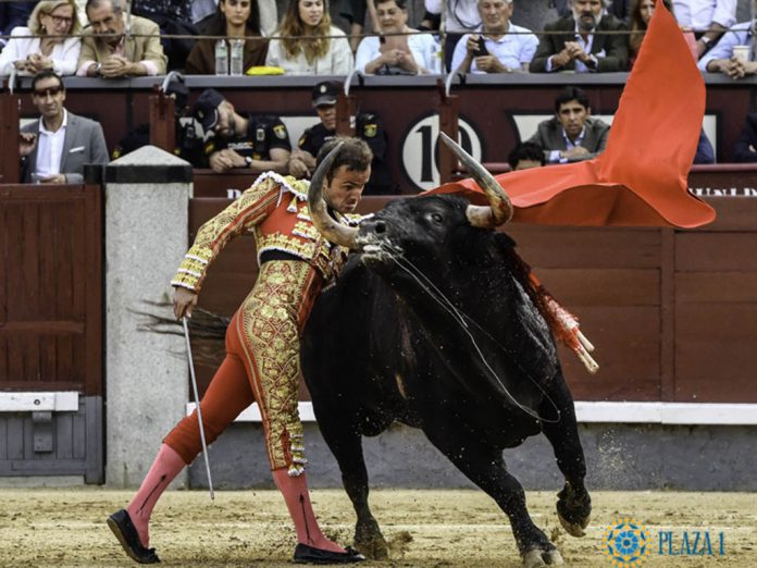 El diestro Damián Castaño, durante su actuación en la pasada Feria de San Isidro con un toro de Samuel Flores. / PLAZA 1 - LAS VENTAS