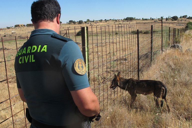 Liberado un lobo que estaba atrapado en una valla ganadera en El Cubillo