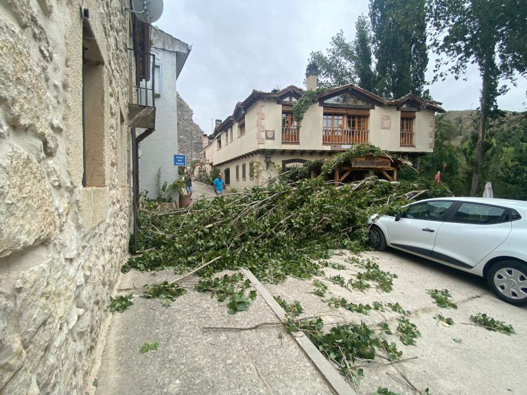 El viento derriba un árbol en  Burgomillodo