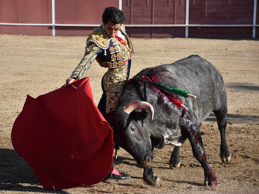 El novillero extremeño José Rojo, con un astado de Adolfo Martín el año pasado en La Granja. / A.M. El novillero extremeño José Rojo, con un astado de Adolfo Martín el año pasado en La Granja. / A.M.
