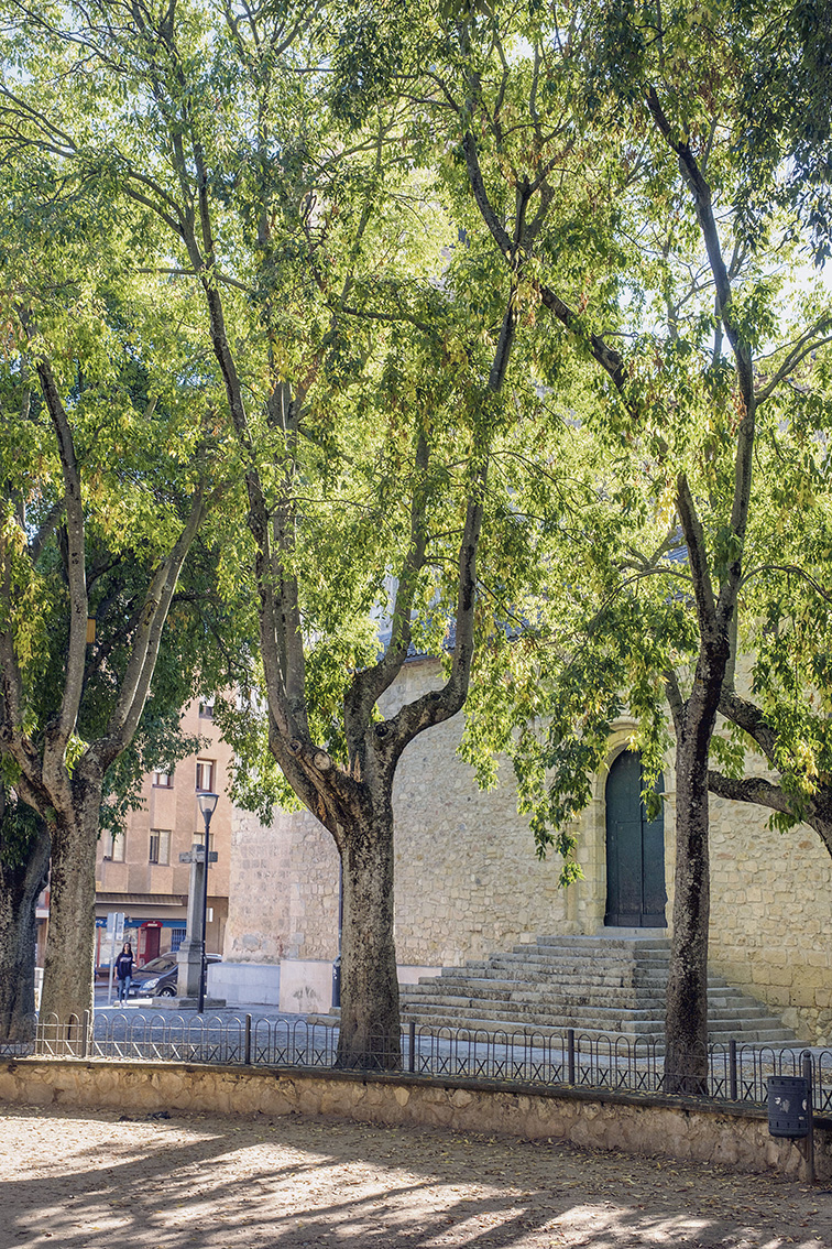 Los árboles de la ciudad de Segovia