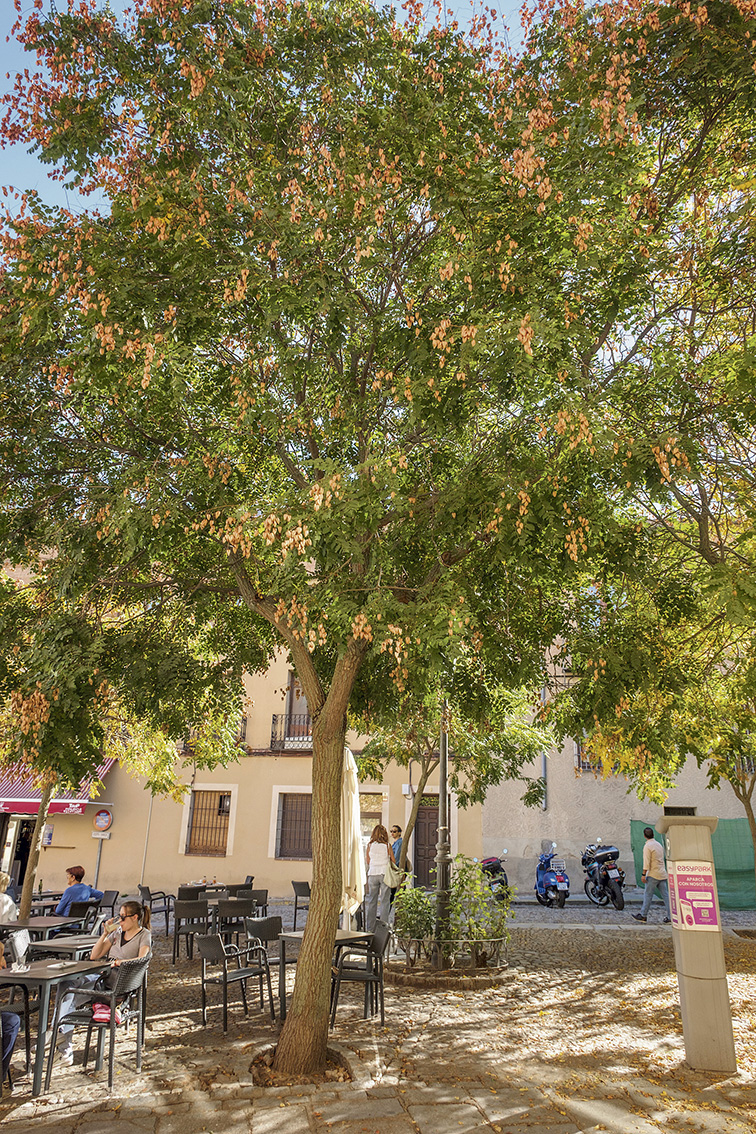 Los árboles de la ciudad de Segovia