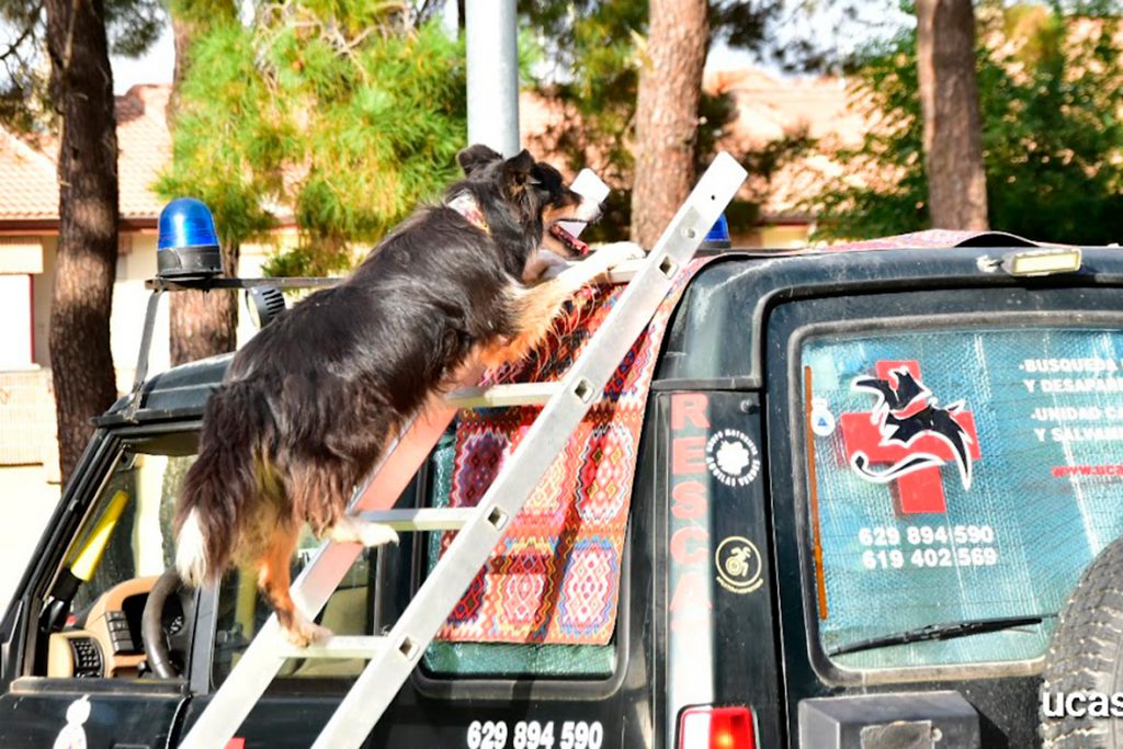 guardia civil adiestramiento perros rescate 2
