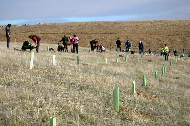 Un corredor ecológico de 300 árboles unirá Trescasas y Palazuelos