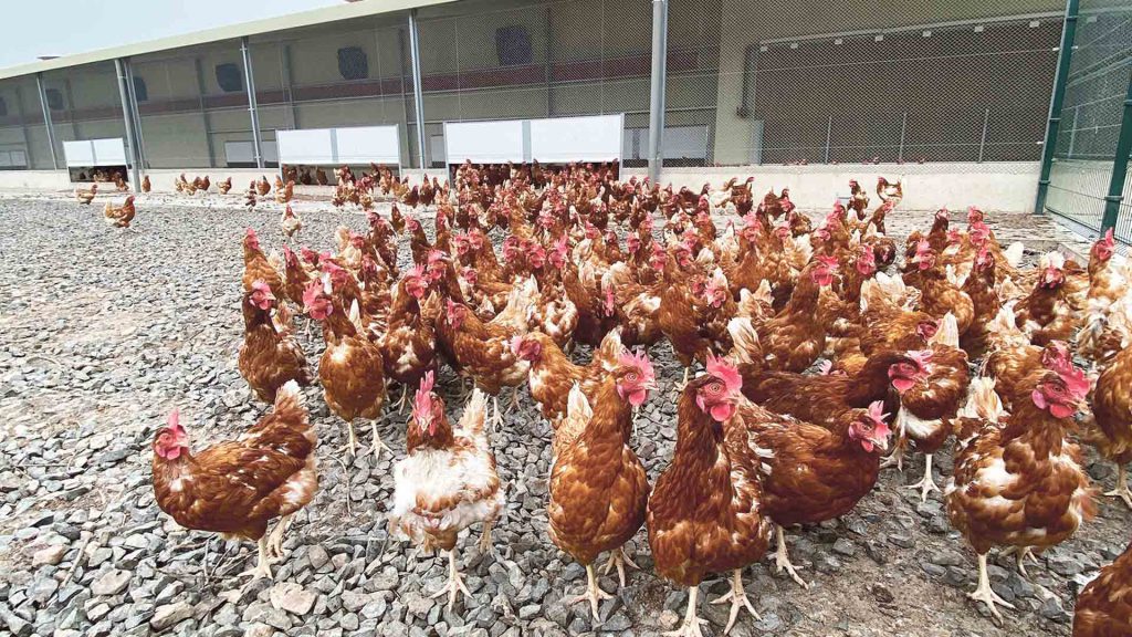 Huevos Velasco: Todo empezó en El Escorial, año 1965, con 2.000 gallinas...
