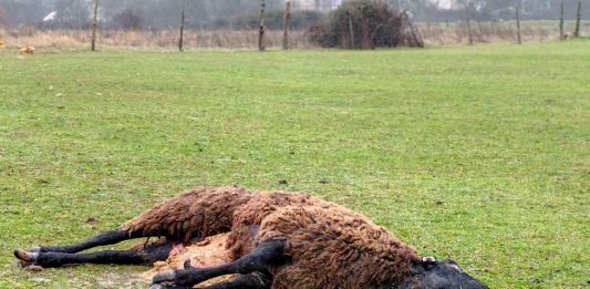 Los lobos atacaron el lunes pasado a una explotación ovina en Espirdo. / KAMARERO