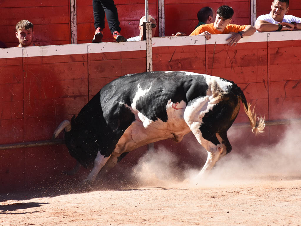 Un toro de la ganadería de Barcial arremete contra las tablas del coso. / A.M.