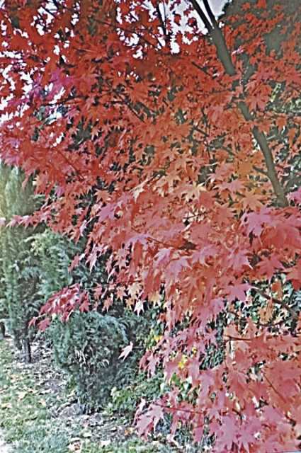 Arce japonés en otoño. Foto Irene Santamaría.